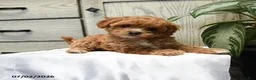 Shihpoo dogs for sale: Harper - Ad 5