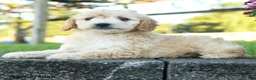 Mini Goldendoodle dogs for sale: Rowena - Ad 2