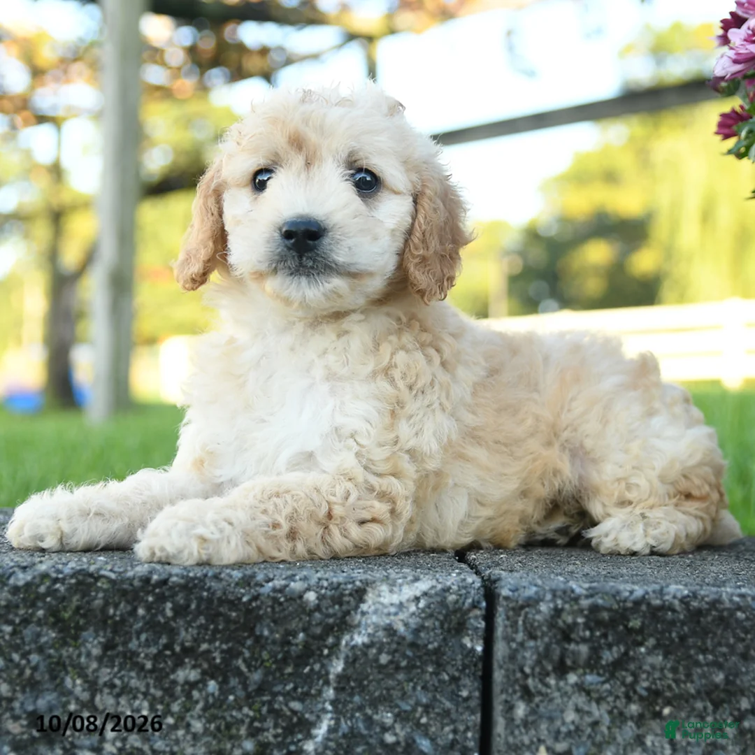 Mini Goldendoodle dogs for sale: Rowena - Ad 2