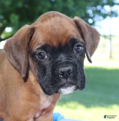 Boxer dogs Axel - Champion lines - Ad 1