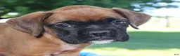 Boxer dogs for sale: Axel - Champion lines - Ad 1