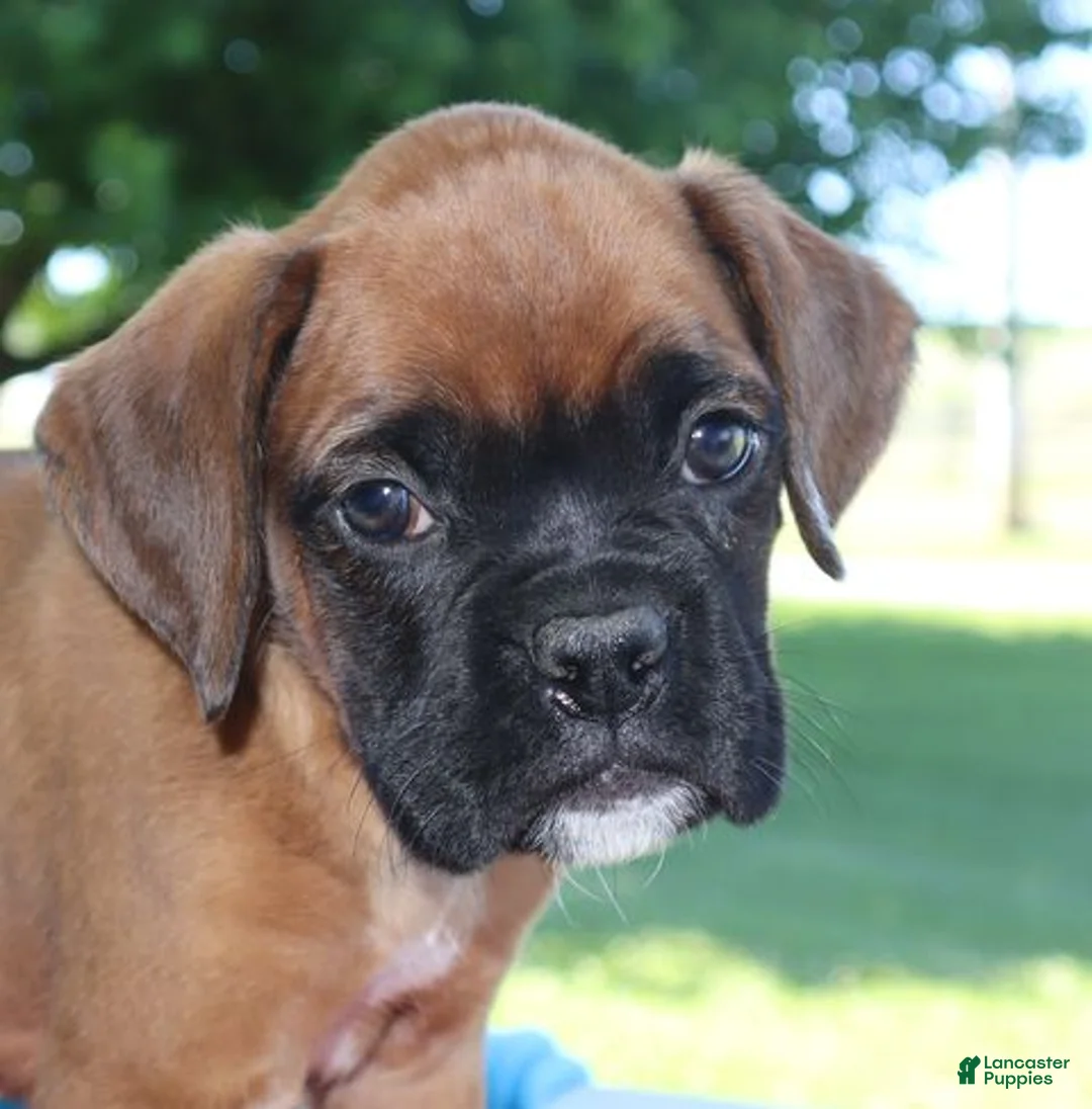 Boxer dogs for sale: Axel - Champion lines - Ad 1