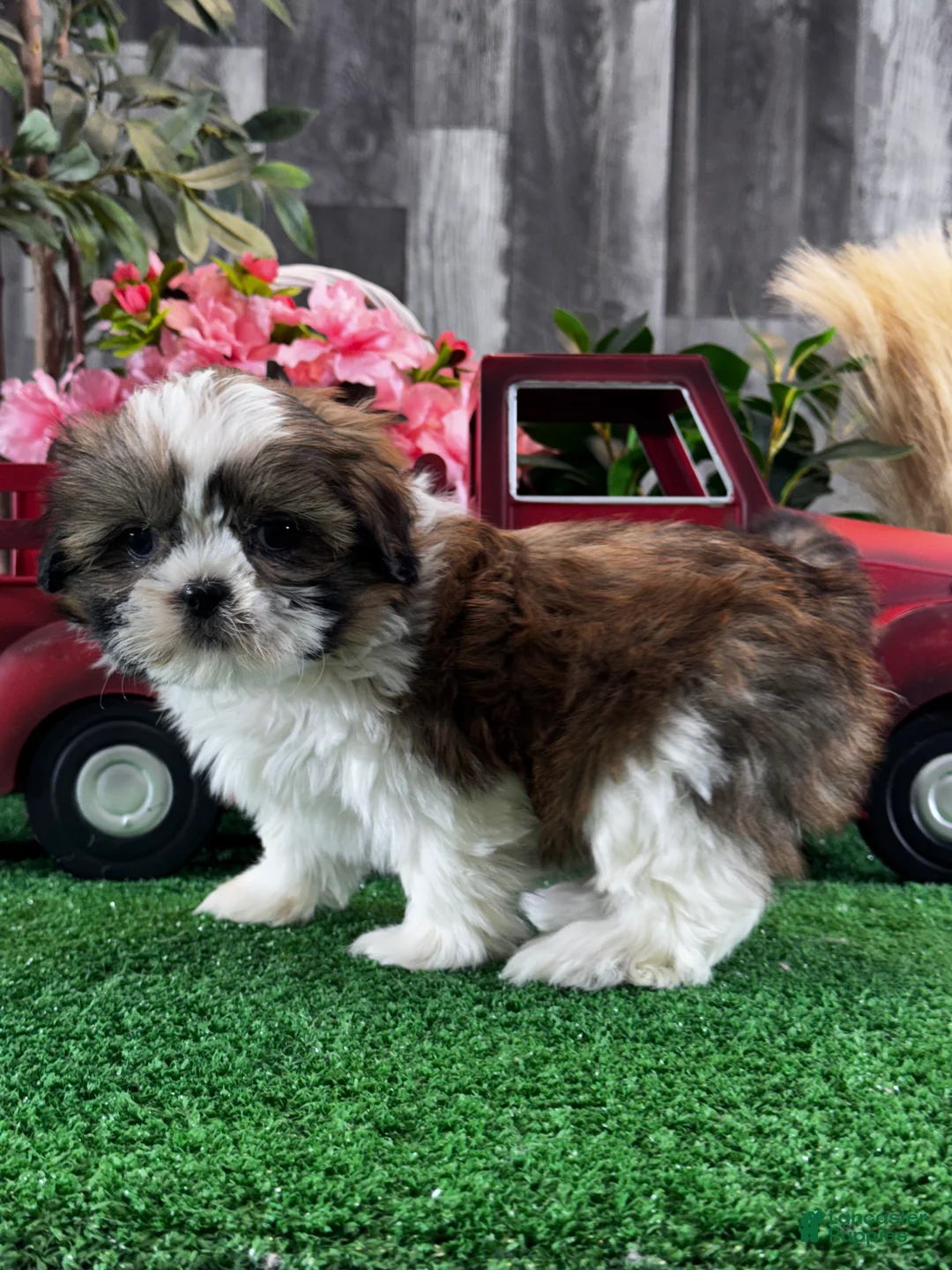 Shih Tzu dogs for sale: Stella  - Ad 5