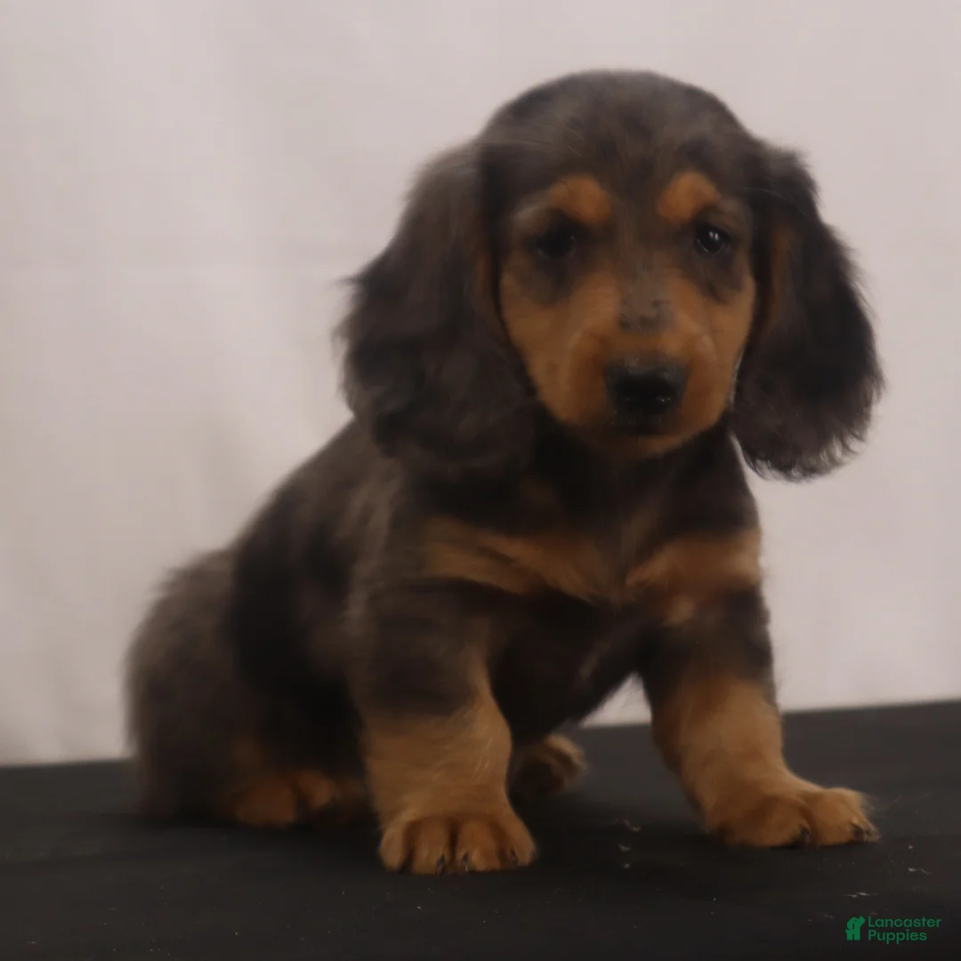 Dachshund dogs for sale: Ike - Ad 2
