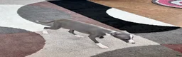 Italian Greyhound dogs for sale: Italian Greyhound 3 blue girl  - Ad 3