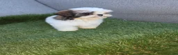 Shih Tzu dogs for sale: Shih Tzu lucas - Ad 4