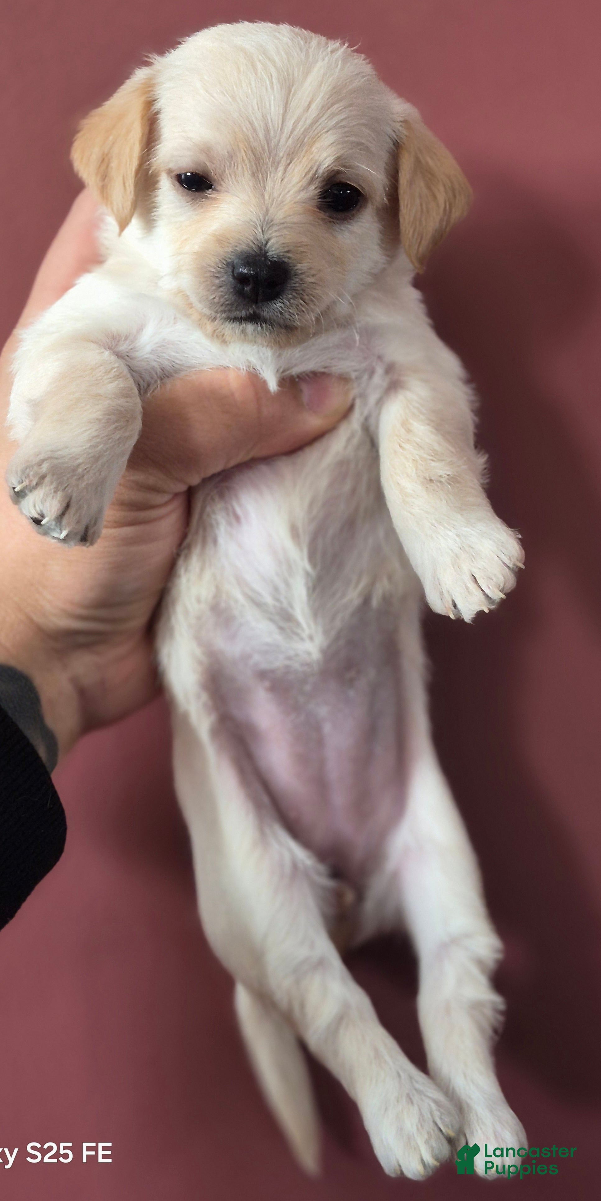 Chipoo dogs Chipoo Puppy 2 - Ad 1