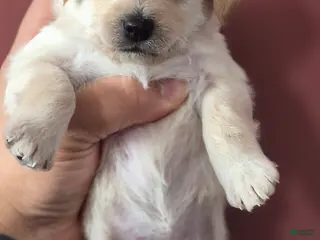 Chipoo dogs Chipoo Puppy 2 - Ad 4