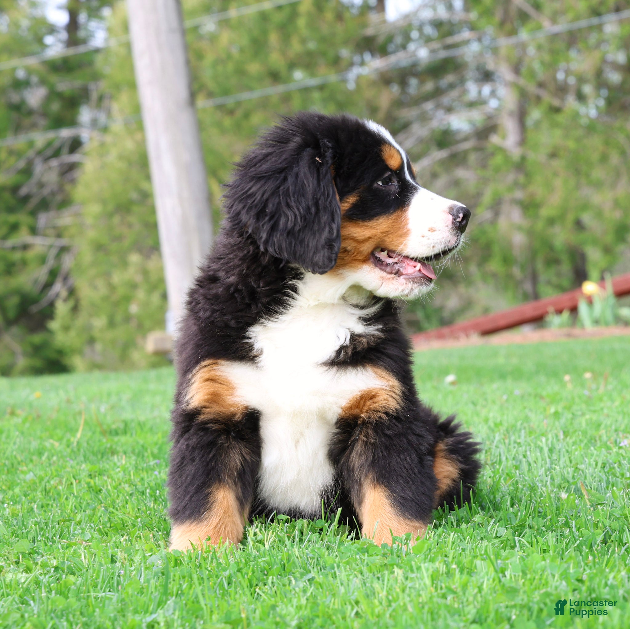 Bernese Mountain Dog dogs Rosie - Ad 2