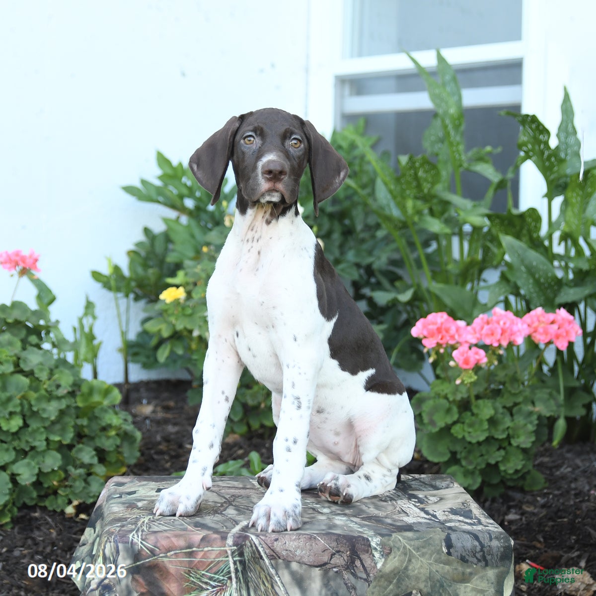 German Shorthaired Pointer dogs Candy - Ad 1