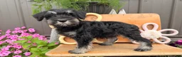 Miniature Schnauzer dogs for sale: Kayla Miniature Schnauzer  - Ad 6