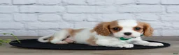 Cavalier King Charles Spaniel dogs for sale: Logan - Ad 6