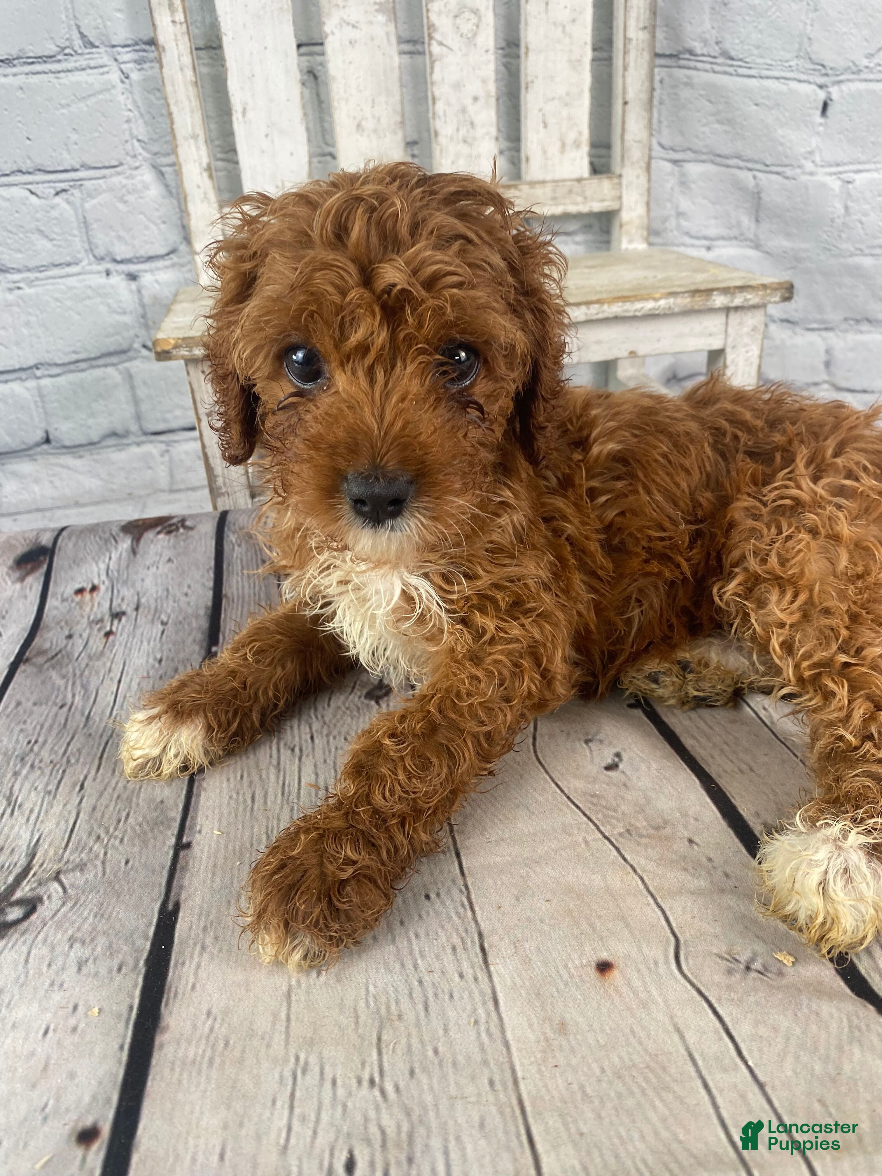 Cavapoo dogs Rosie - Ad 1