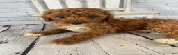 Cavapoo dogs for sale: Rosie - Ad 1
