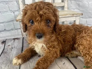 Cavapoo dogs for sale: Rosie - Ad 4