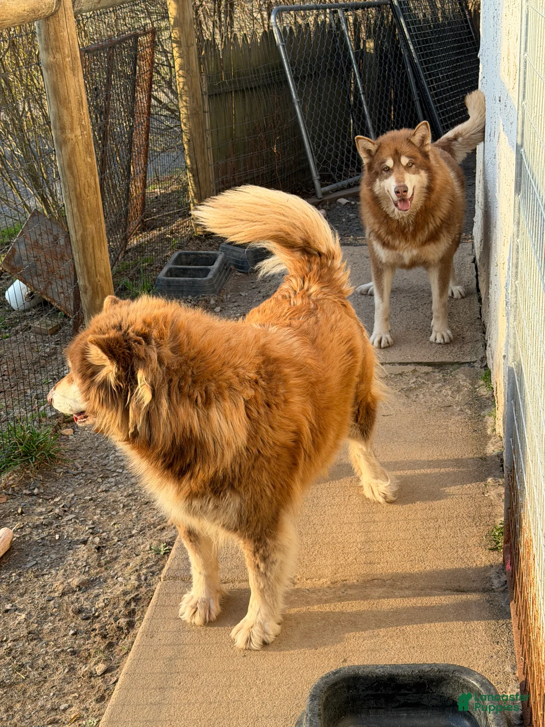 Alaskan Malamute dogs for sale: Alaskan Malamute Puppy 2 - Ad 2