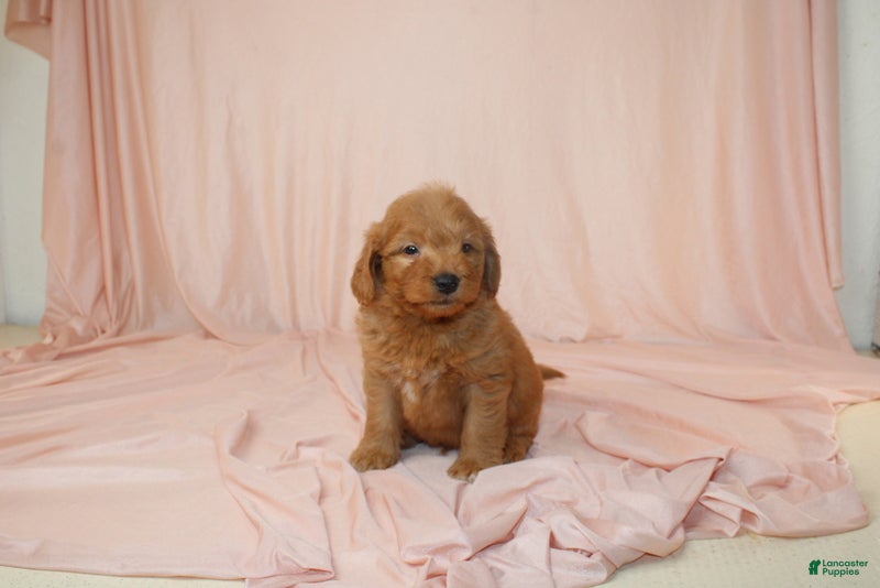 Goldendoodle dogs Walter - Ad 1