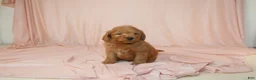 Goldendoodle dogs for sale: Walter - Ad 1
