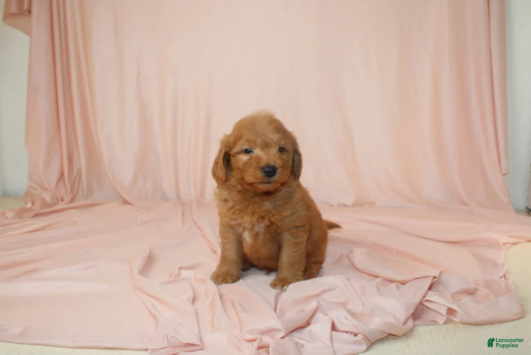 Goldendoodle dogs for sale: Walter - Ad 1