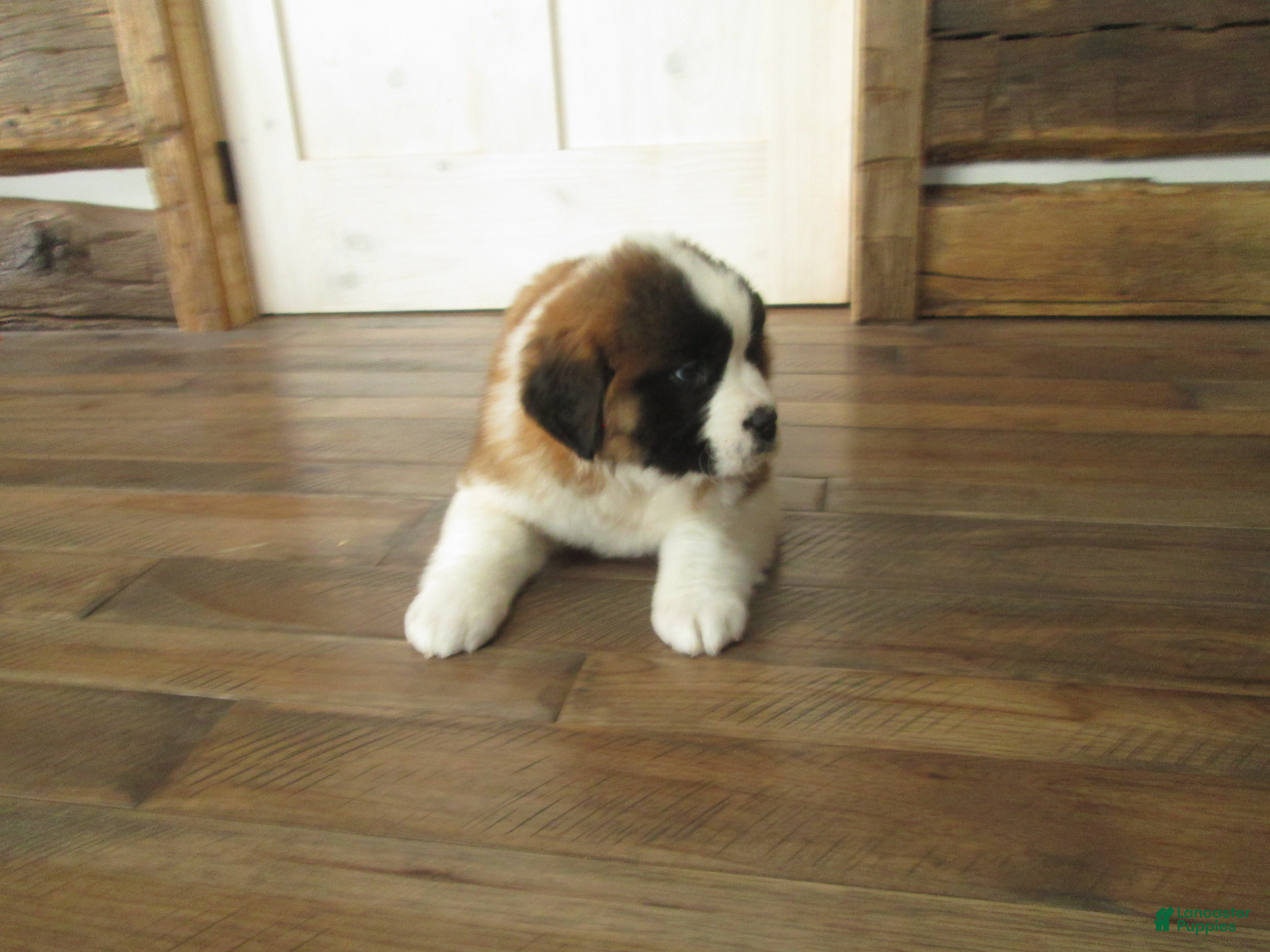 Saint Bernard dogs MISSY - Ad 2