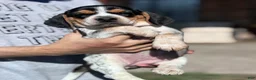 Beagle dogs for sale: Buttercup  - Ad 4