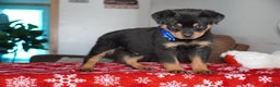 Rottweiler dogs for sale: Gunner - Ad 4