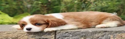 Cavalier King Charles Spaniel dogs for sale: Scott - Ad 4