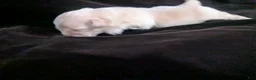 Chihuahua dogs for sale: Lisa Marie LC Apple Head  - Ad 2
