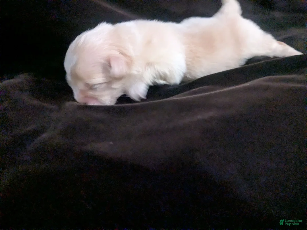 Chihuahua dogs for sale: Lisa Marie LC Apple Head  - Ad 2