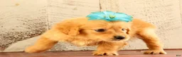 Golden Retriever dogs for sale: Nina - Ad 5