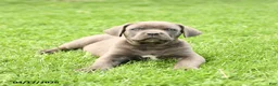 Cane Corso dogs for sale: Smokey - Ad 5