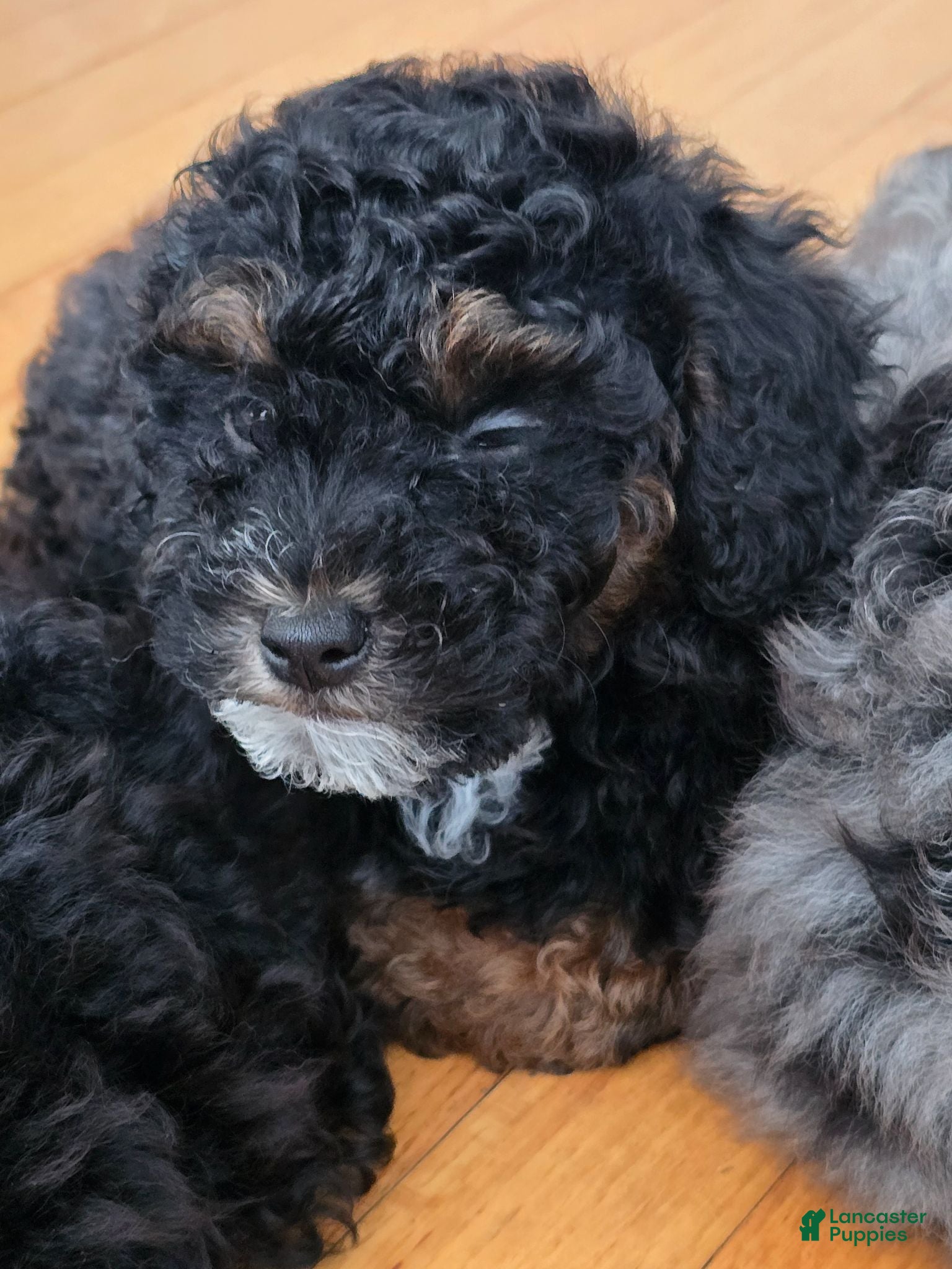 Miniature Poodle dogs Suki - Ad 19