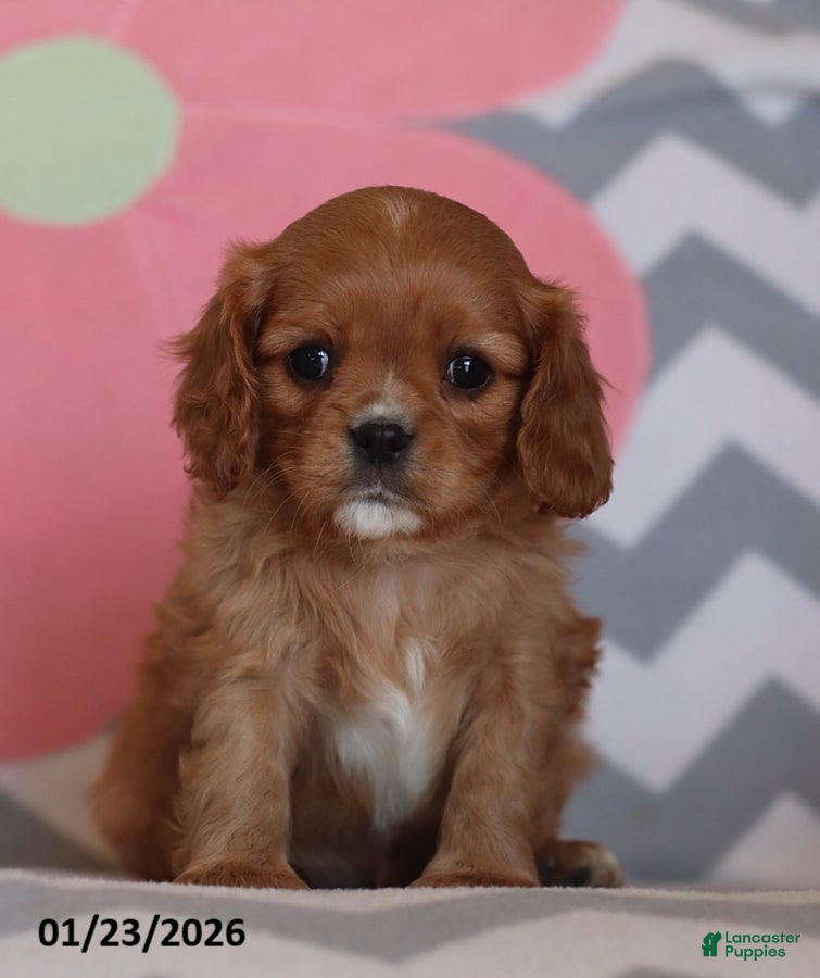 Cavalier King Charles Spaniel dogs Ivonna - Ad 40
