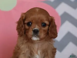 Cavalier King Charles Spaniel dogs Ivonna - Ad 40