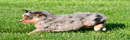 Miniature Australian Shepherd dogs for sale: Austin - Ad 11