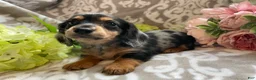 Miniature Dachshund dogs for sale: Sheila - Ad 5
