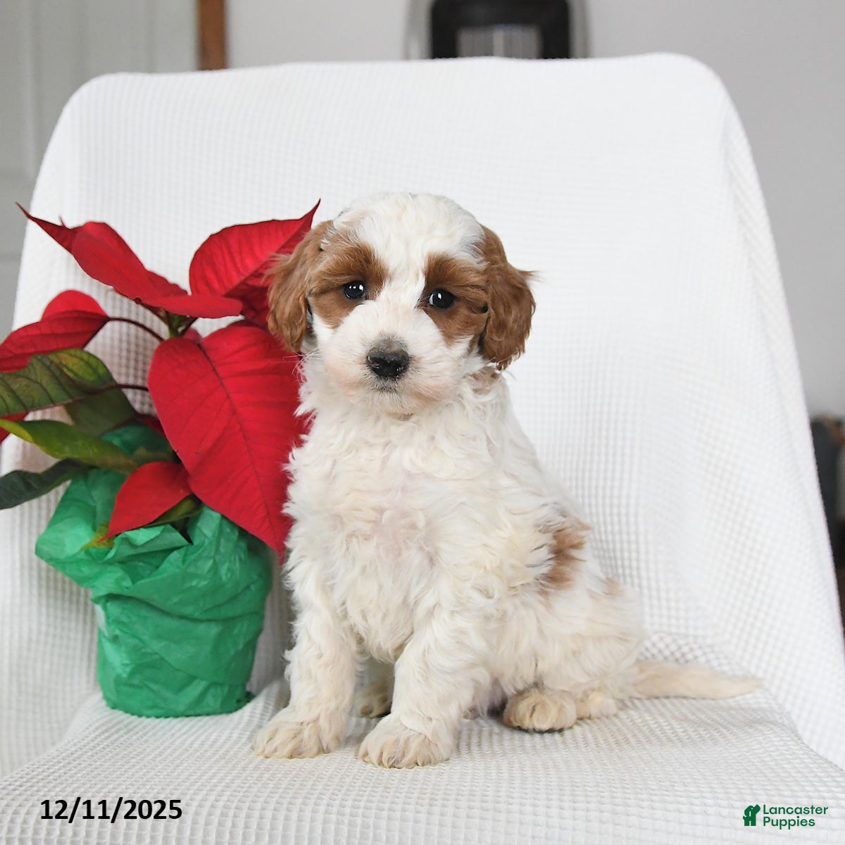 Mini Goldendoodle dogs Patches - Ad 21