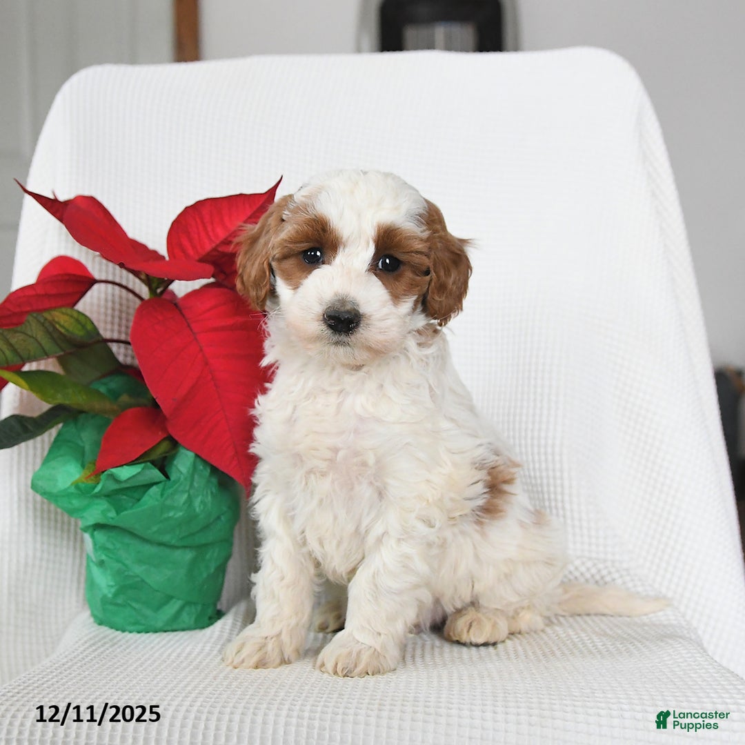 Mini Goldendoodle dogs for sale: Patches - Ad 1