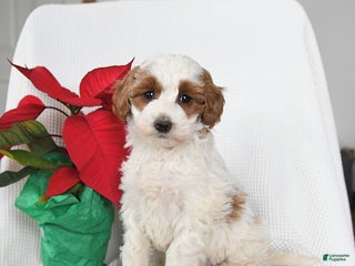 Mini Goldendoodle dogs Patches - Ad 11