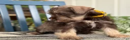 Miniature Schnauzer dogs for sale: Smokey - Ad 7
