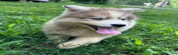 Siberian Husky dogs for sale: ROBBIE - Ad 16