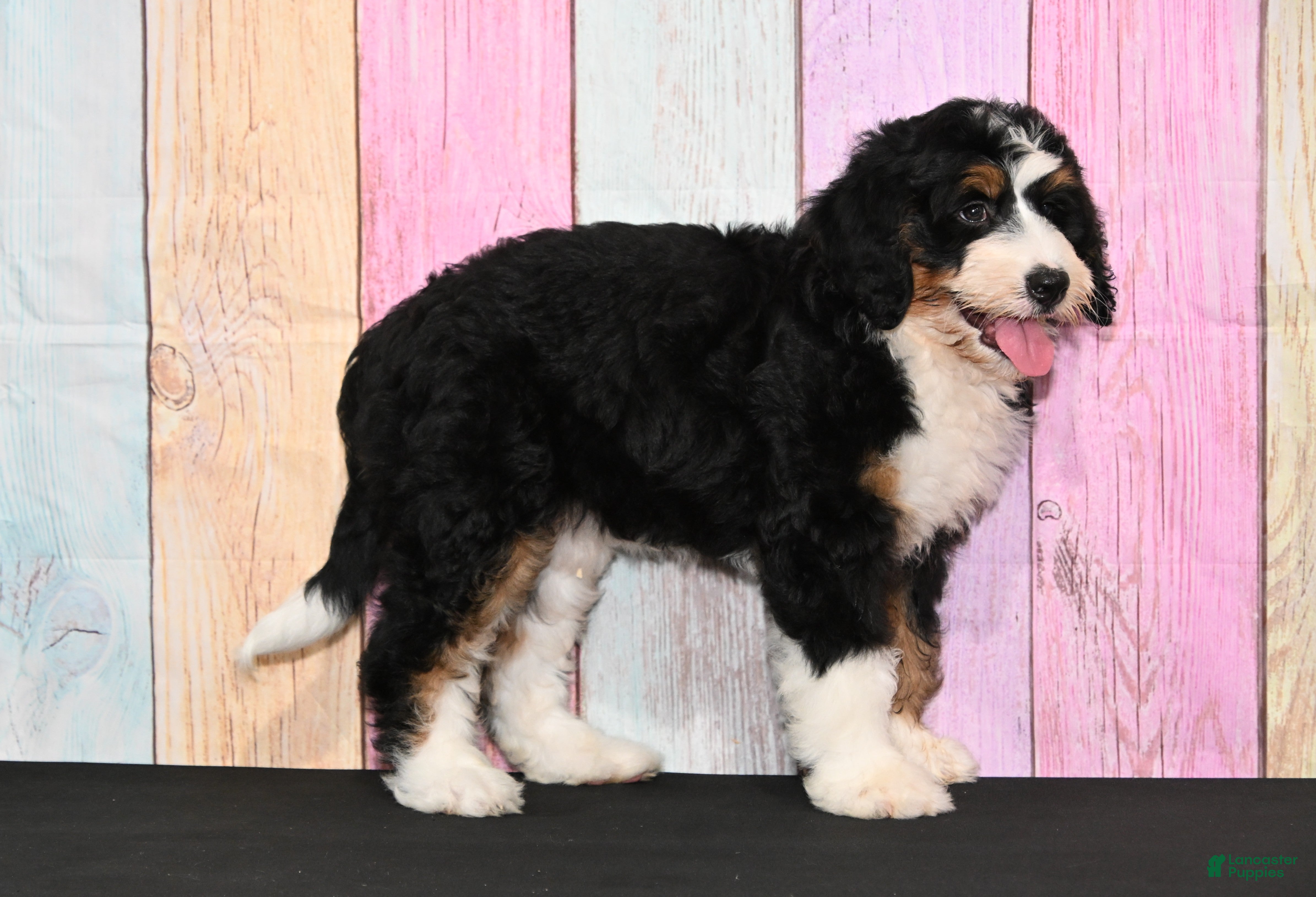 Bernedoodle dogs Bernedoodle 1 - Ad 40