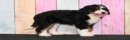 Bernedoodle dogs for sale: Bernedoodle 1 - Ad 1