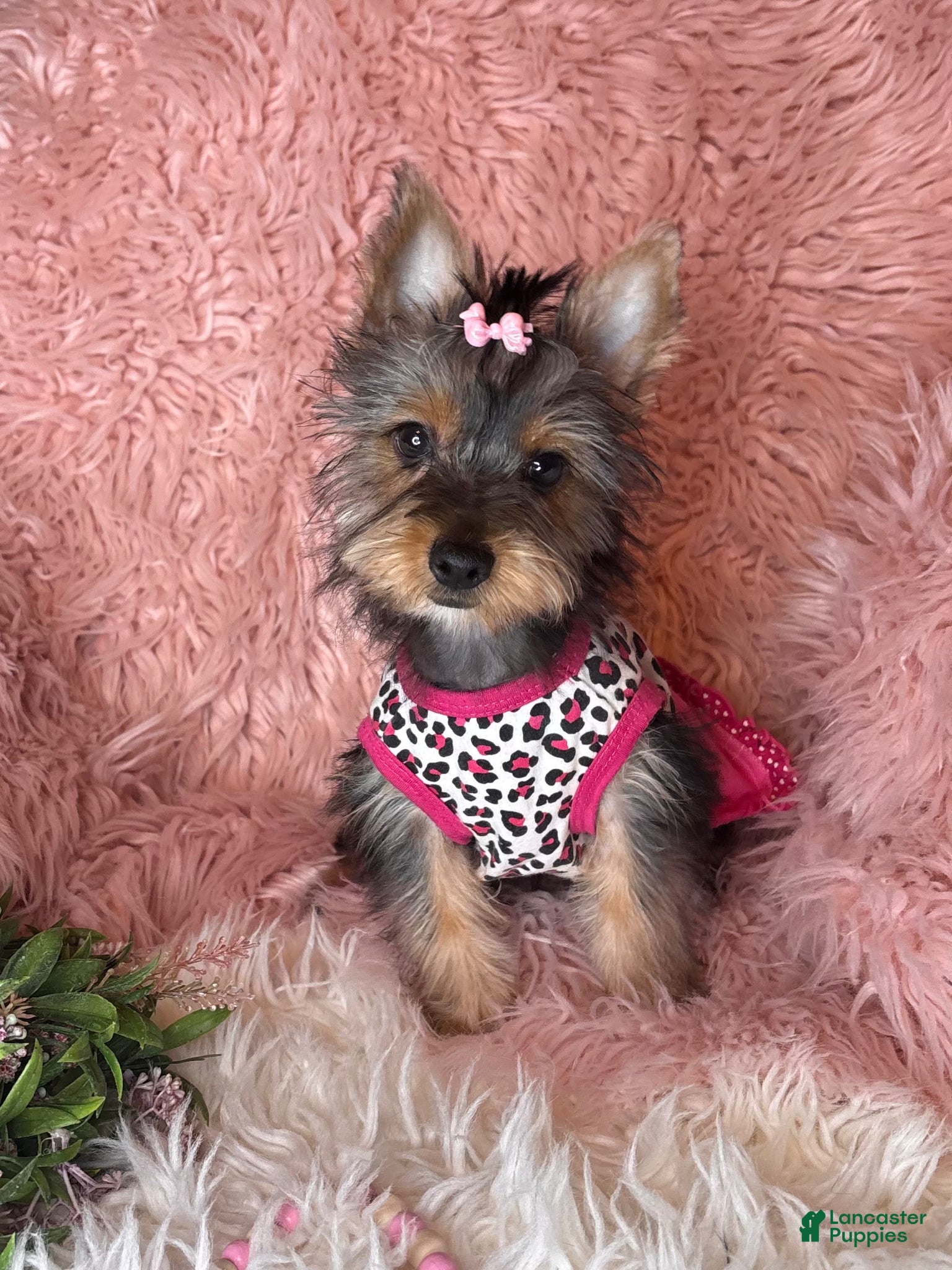 Yorkshire Terrier dogs Bloom🌸 - Ad 9