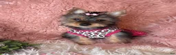 Yorkshire Terrier dogs for sale: Bloom🌸 - Ad 1
