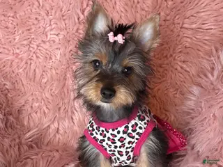 Yorkshire Terrier dogs Bloom🌸 - Ad 9