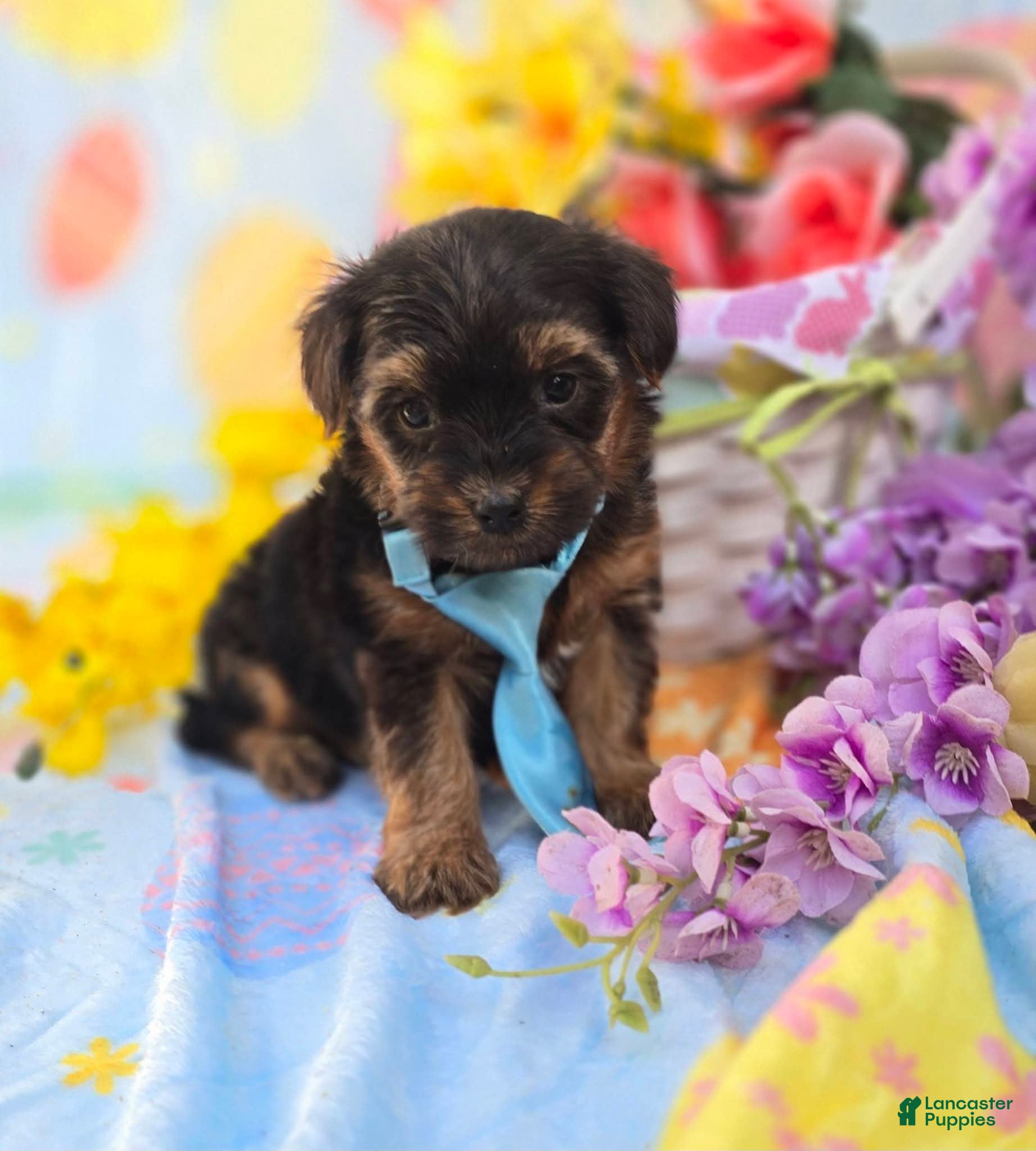 Mixed Breed dogs Nugget - Ad 2