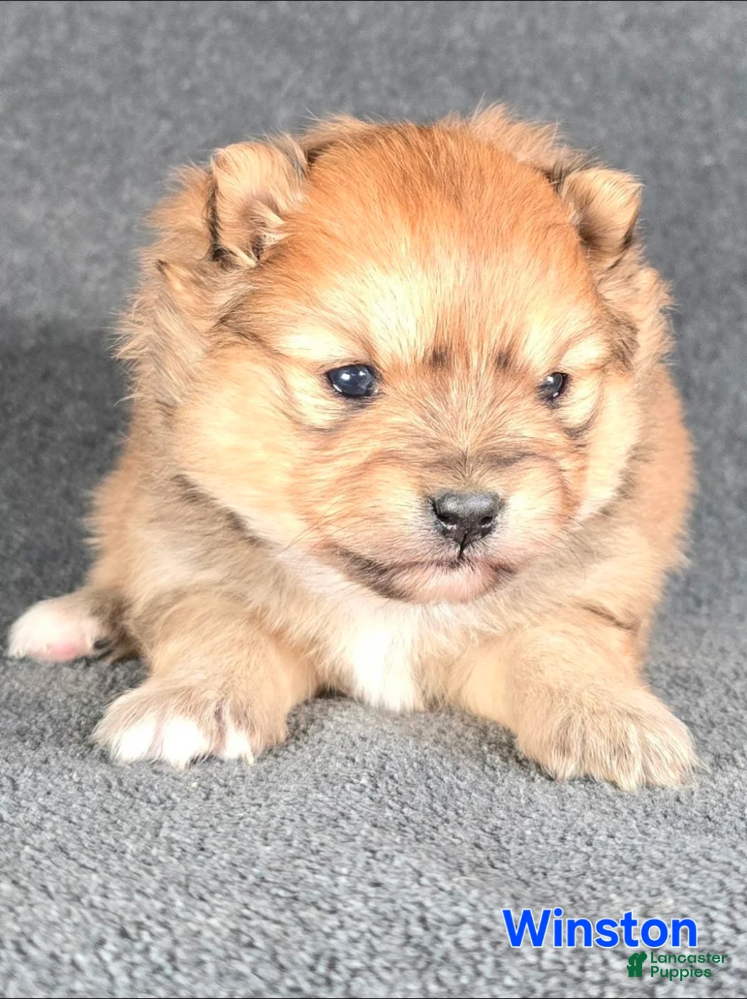 Pomeranian dogs for sale: Winston  - Ad 1