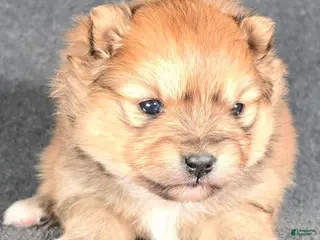 Pomeranian dogs Winston - Ad 36