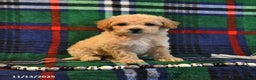 Bichpoo dogs for sale: Trixie - Ad 6